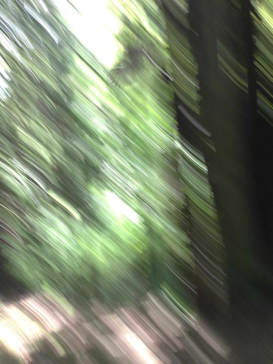 Highly-motioned smeared photo of sunlight shining through the leaves of a forest. In the upper center of the frame the faint outline of an owl’s wings