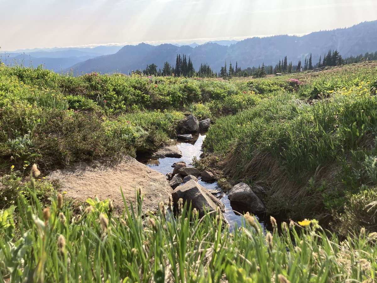 Low-perspective view of a small stream running through wildflowers on an alpine meadow, with shafts of near-sunset light falling over a forested mountain landscape in the distance