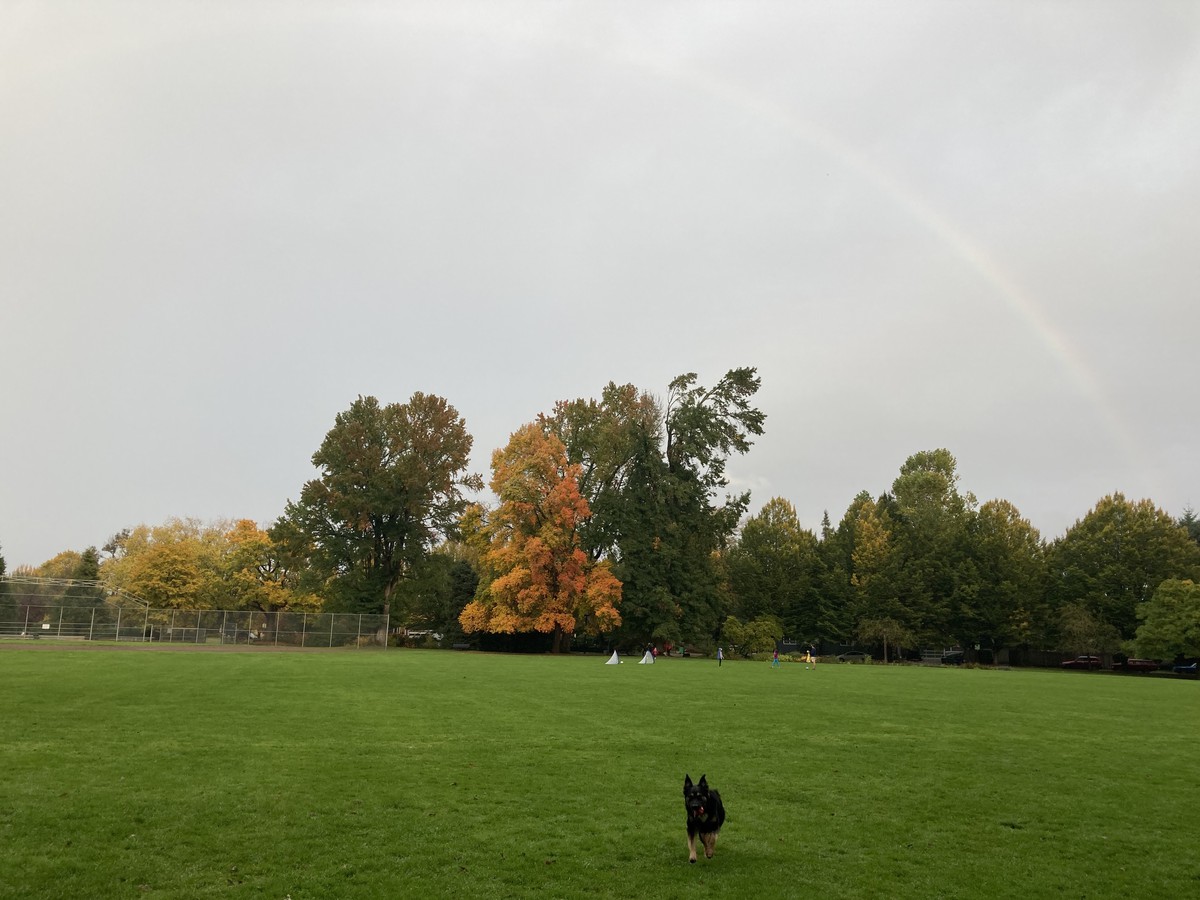 Kuma the dog running across a baseball field with a rainbow in the background
