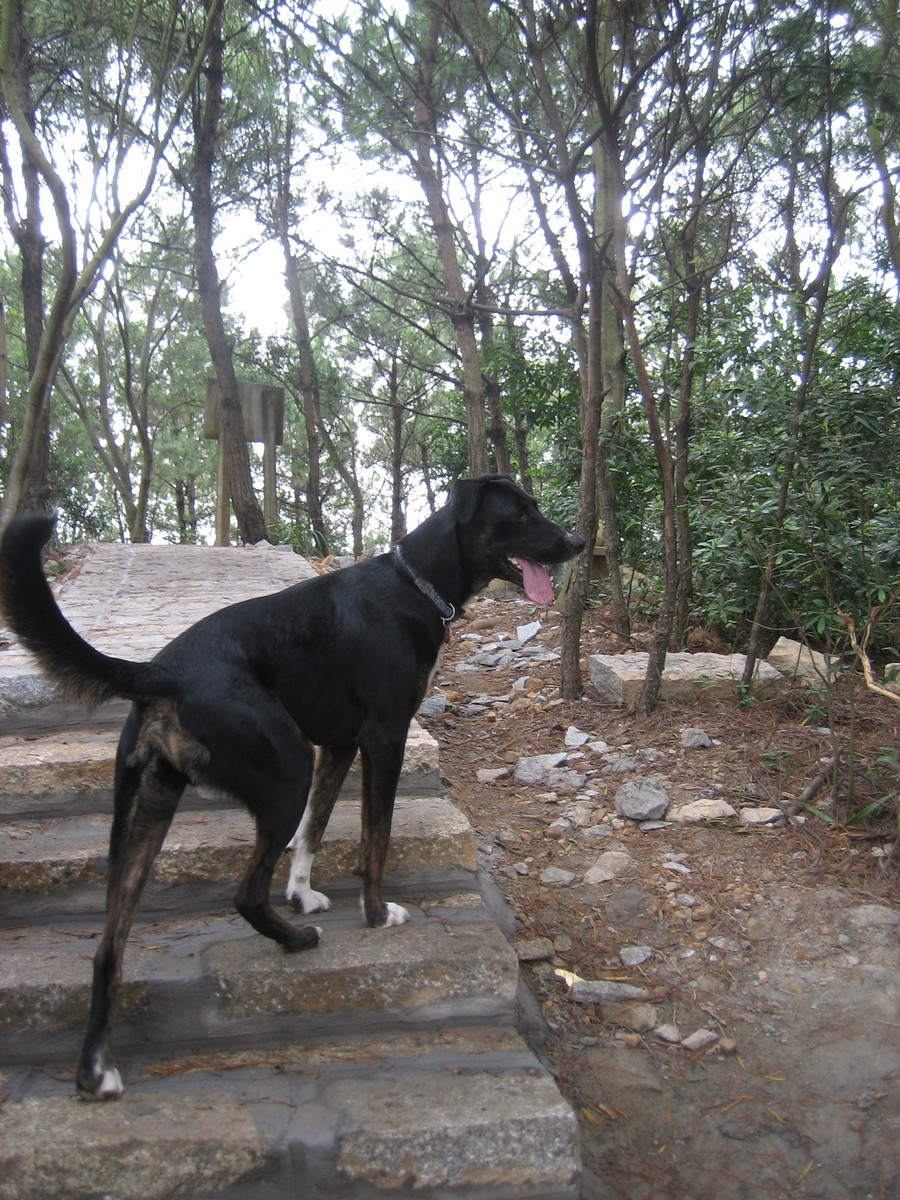 Large shorthaired dog running up a flight of stone steps in a lightly forested subtropical park