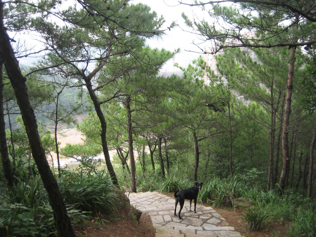 Large shorthaired dog on a hilly stone path in a lightly forested park