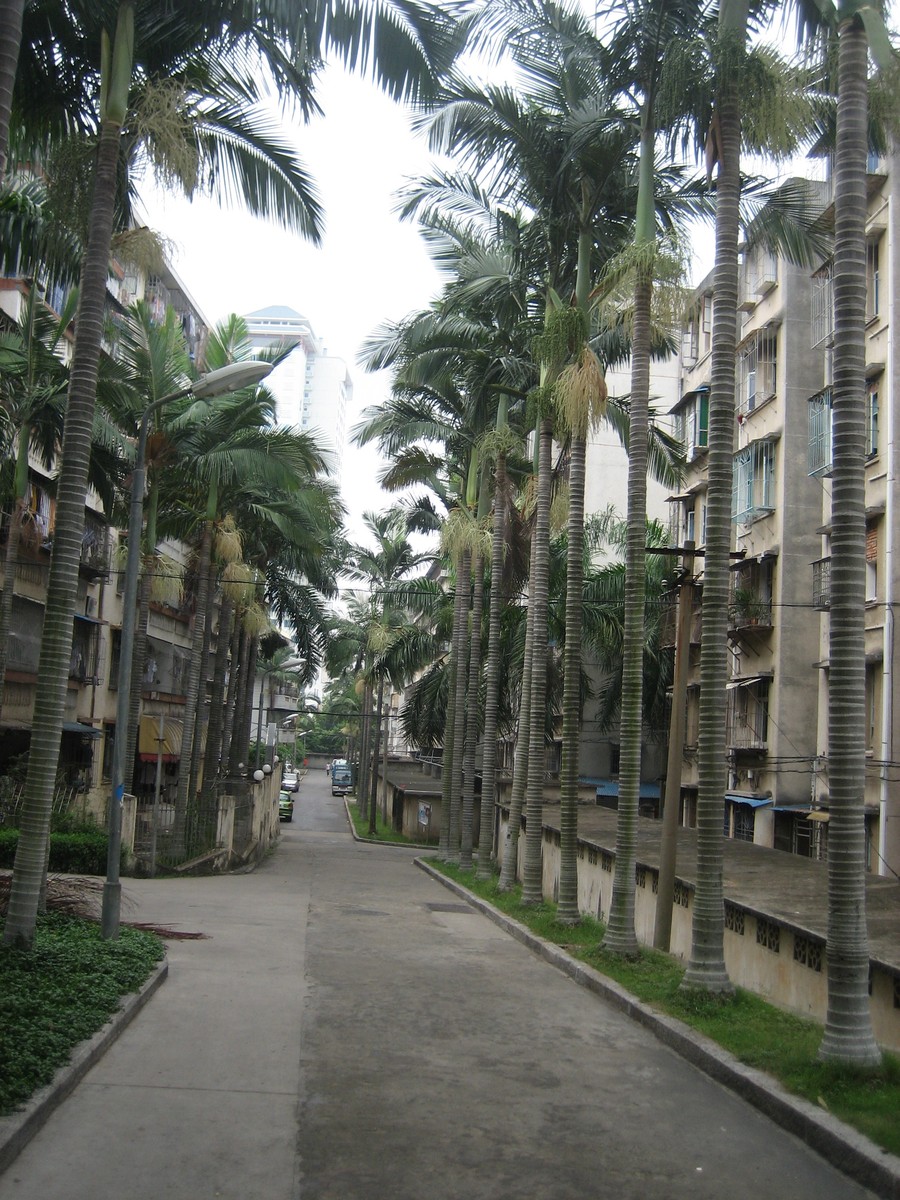 View up a narrow boulevard lined with tall palm trees, aging but well-kept 4- and 5-story apartment buildings line the street
