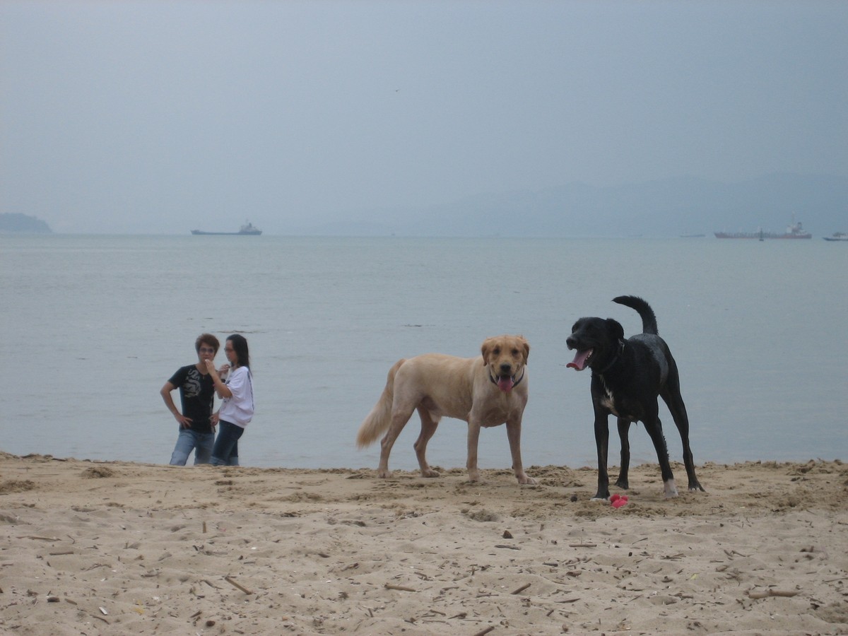 Two large dogs on a subtropical beach with a toy. In the near background, a couple stands in conversation. On the ocean horizon are two large cargo ships