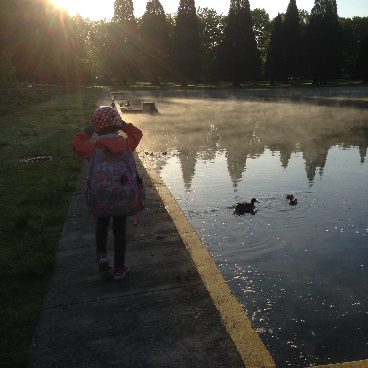 My middle kid in a bike helmet walking past a manmade pond with many many ducklings on it