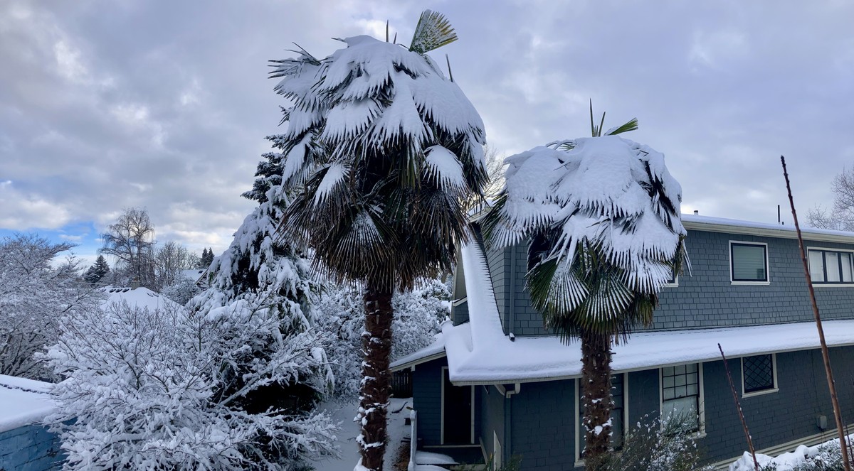 Snow on palm trees, Feb. 23, 2023