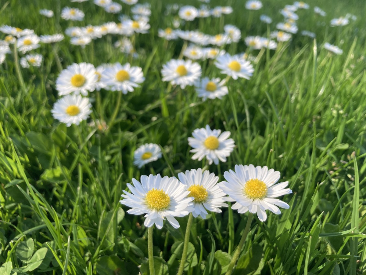 closeup of English lawn daisies