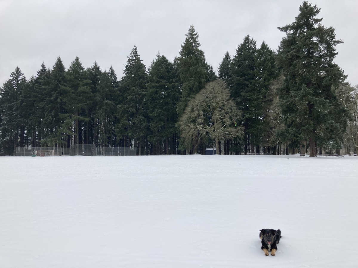 A crisp, snowy field, empty of people. Our floofy dog Kuma sits patiently in the near foreground.