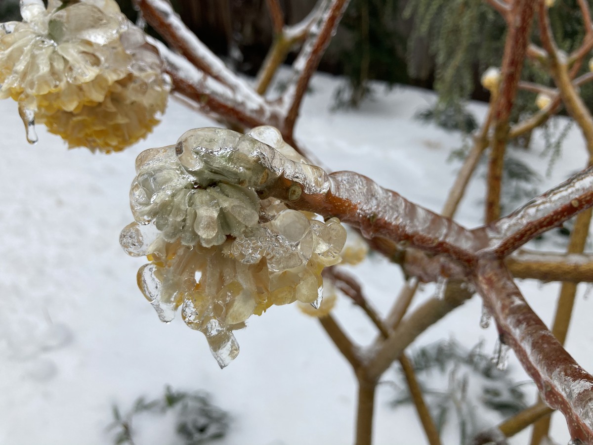 Closeup of layer of ice on plants