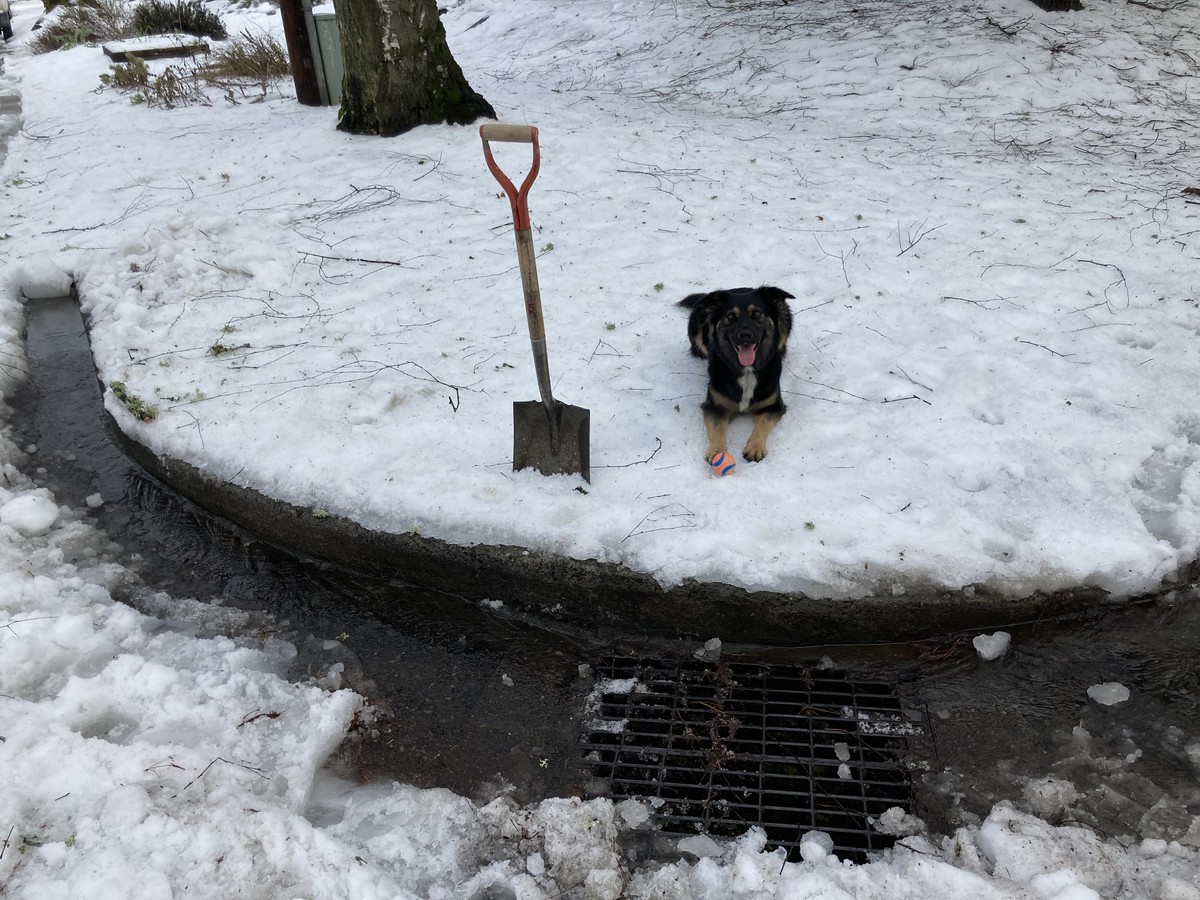 Kuma with a ball sitting next to my irrigation shovel and a drain I had recently cleared