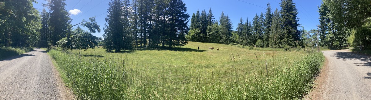 Panorama of horses in a field along a bend in Dixie Mtn Road