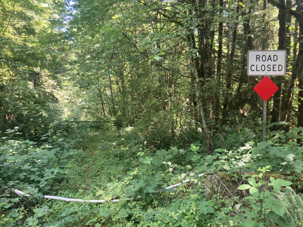 Heavily overgrown road with a Road Closed sign
