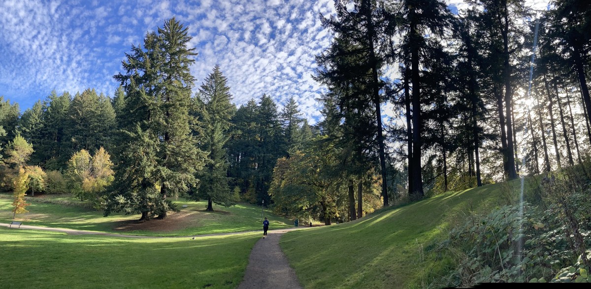 Panorama of an October sky on Mt. Tabor. Tall firs frame the top of the hill, above a bright green lawn. A spray of high altitude clouds in a deep blue sky