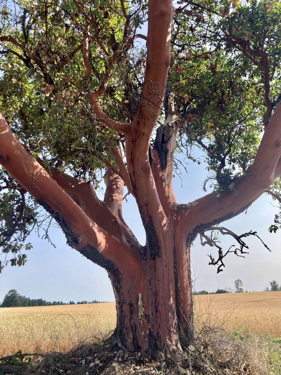 An enormous madrone tree standing alone on Firdale road