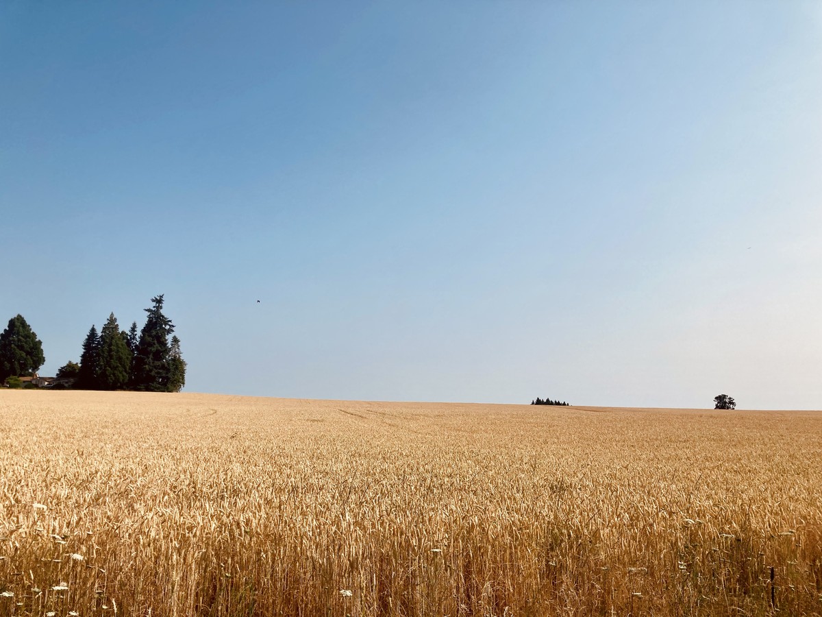 Wheat field on Firdale Road
