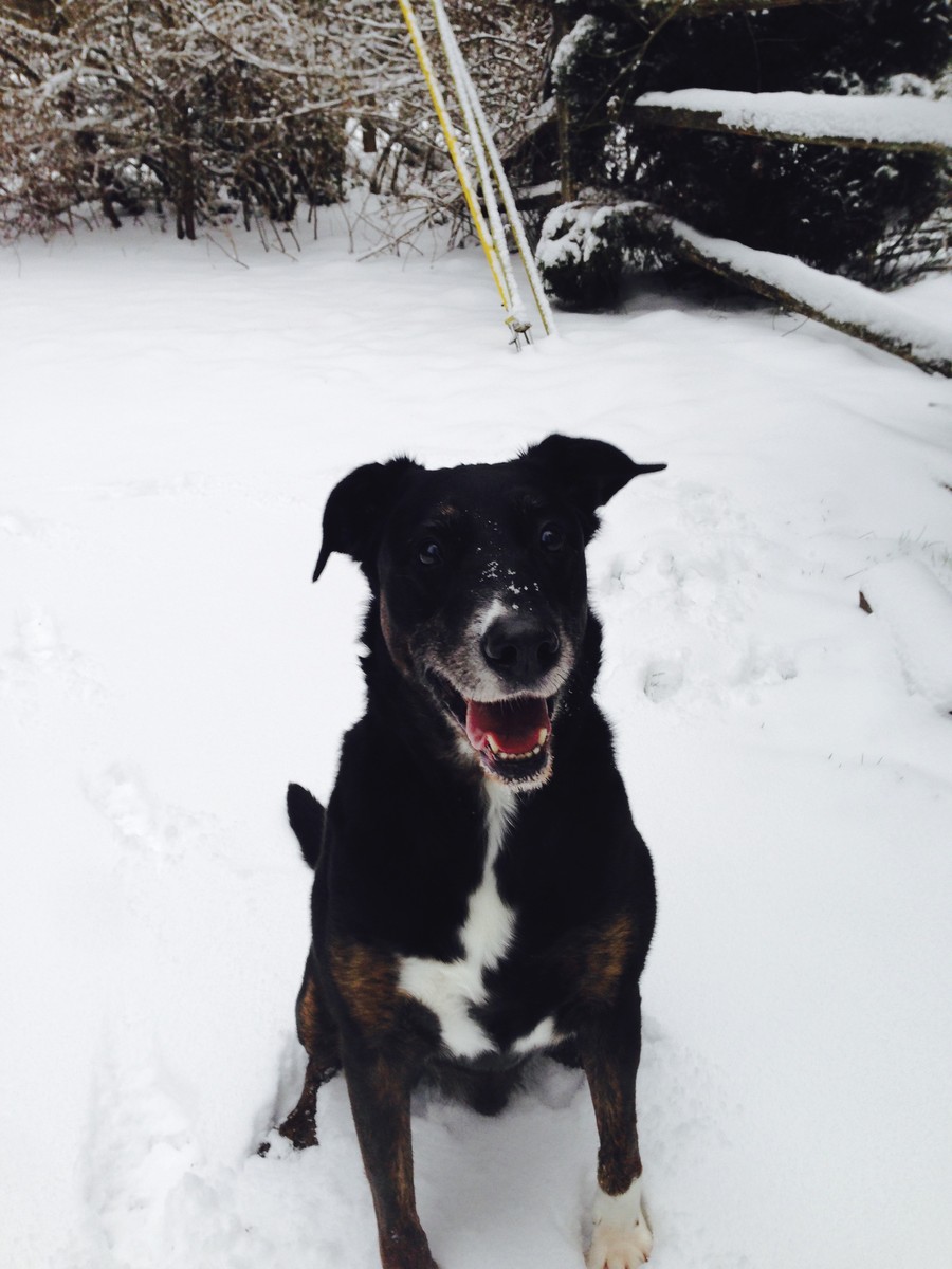 A large black dog with white and brindle markings, sitting in the snow, with a doggy grin