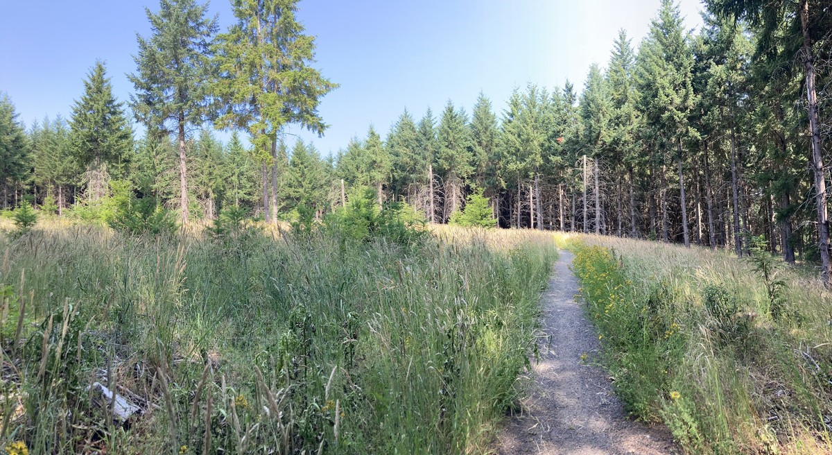 An expertly-constructed meadow in the formerly farmed forest of Chehalem Ridge