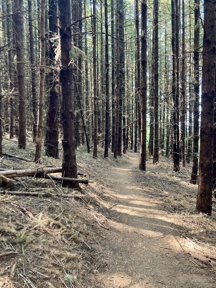 A glimpse of what the farmed forest once looked like throughout