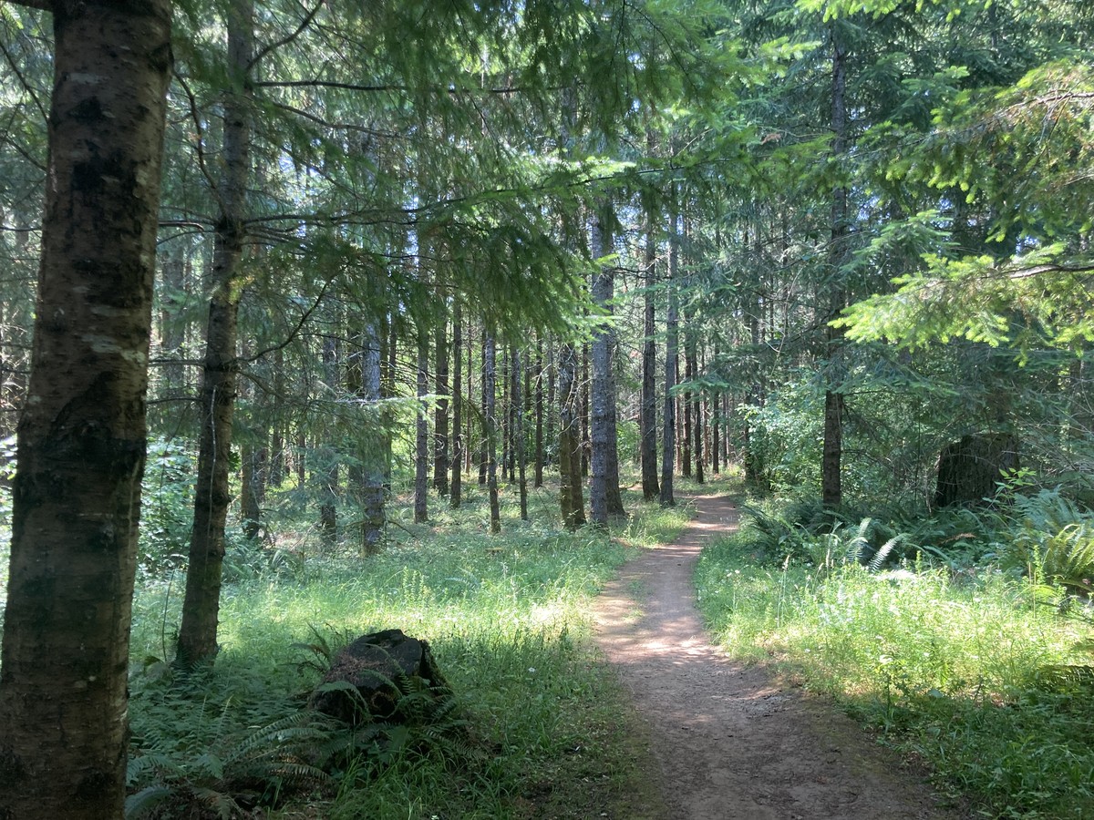 A once-farmed forest thinned to an open understory