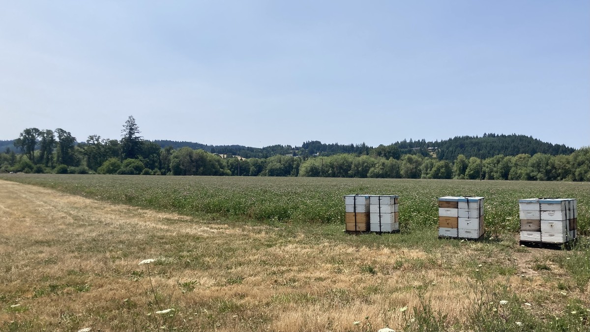 Clover fields and bee hives near Fern Hill, looking back toward the Chehalem hills
