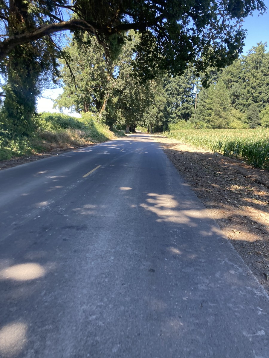 A rare patch of shade on Webfoot road.