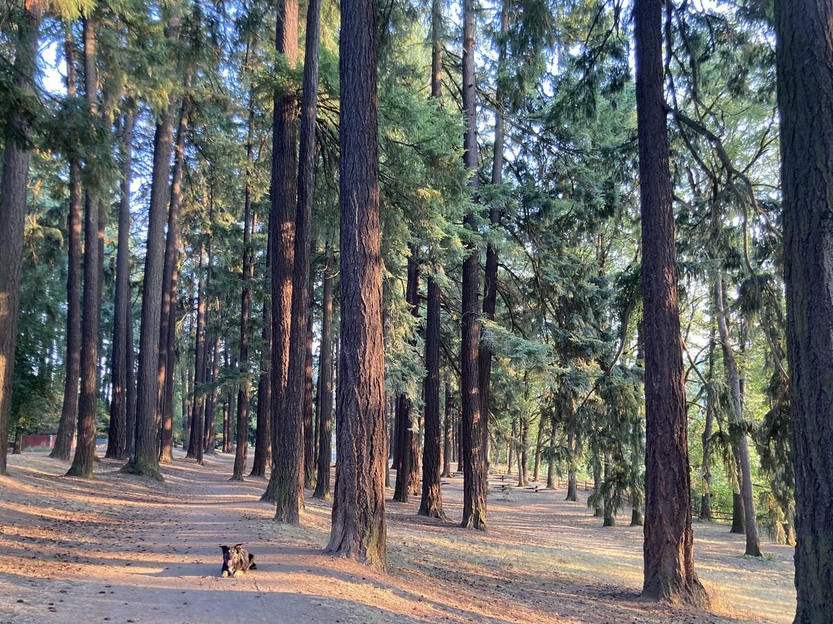 Kuma in Sellwood Park, late afternoon, hazy orange sunshine