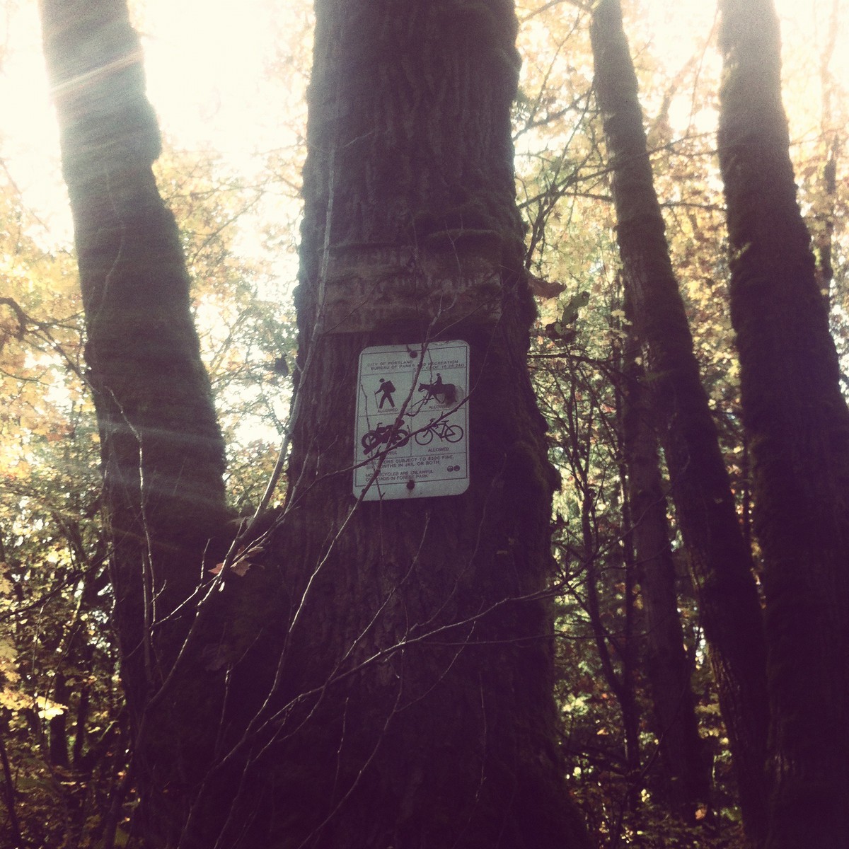 Faded sign, partially overgrown with moss, showing allowed uses of a trail (hiking, bikes, and horses are OK, motorized vehicles are not)