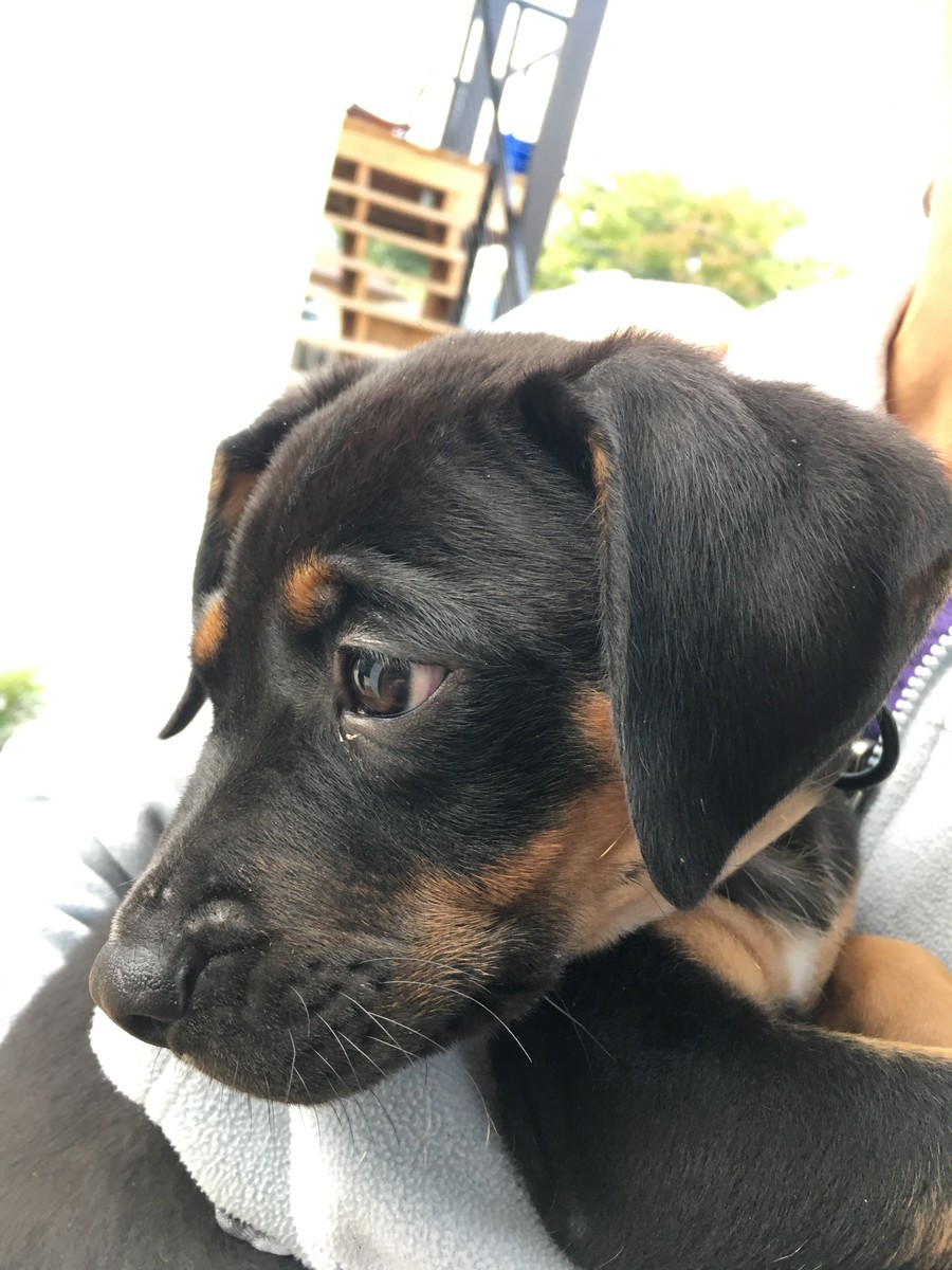 closeup of a black shorthaired puppy being held by a person