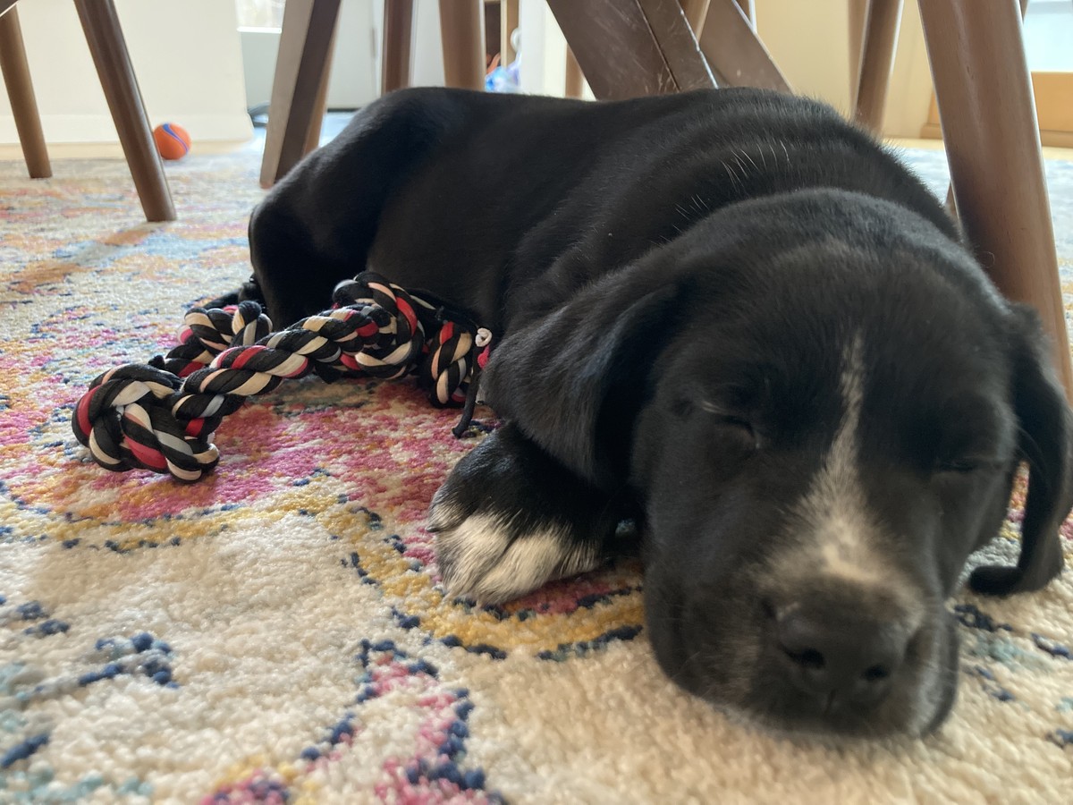 low perspective, closeup, black puppy sleeping under a dining room table
