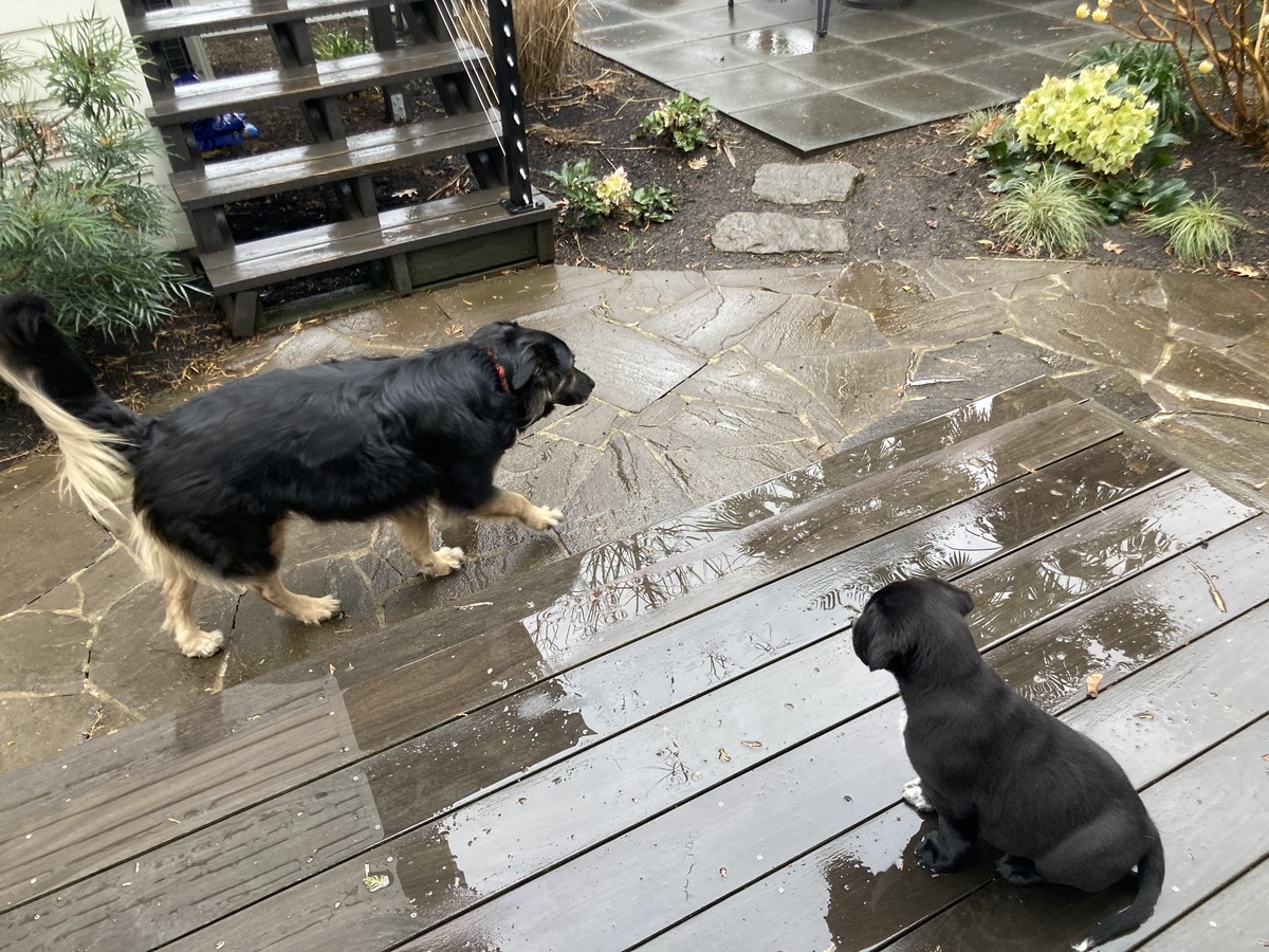 A small black puppy on a wet porch watches a large black dog walk by, in a light rain