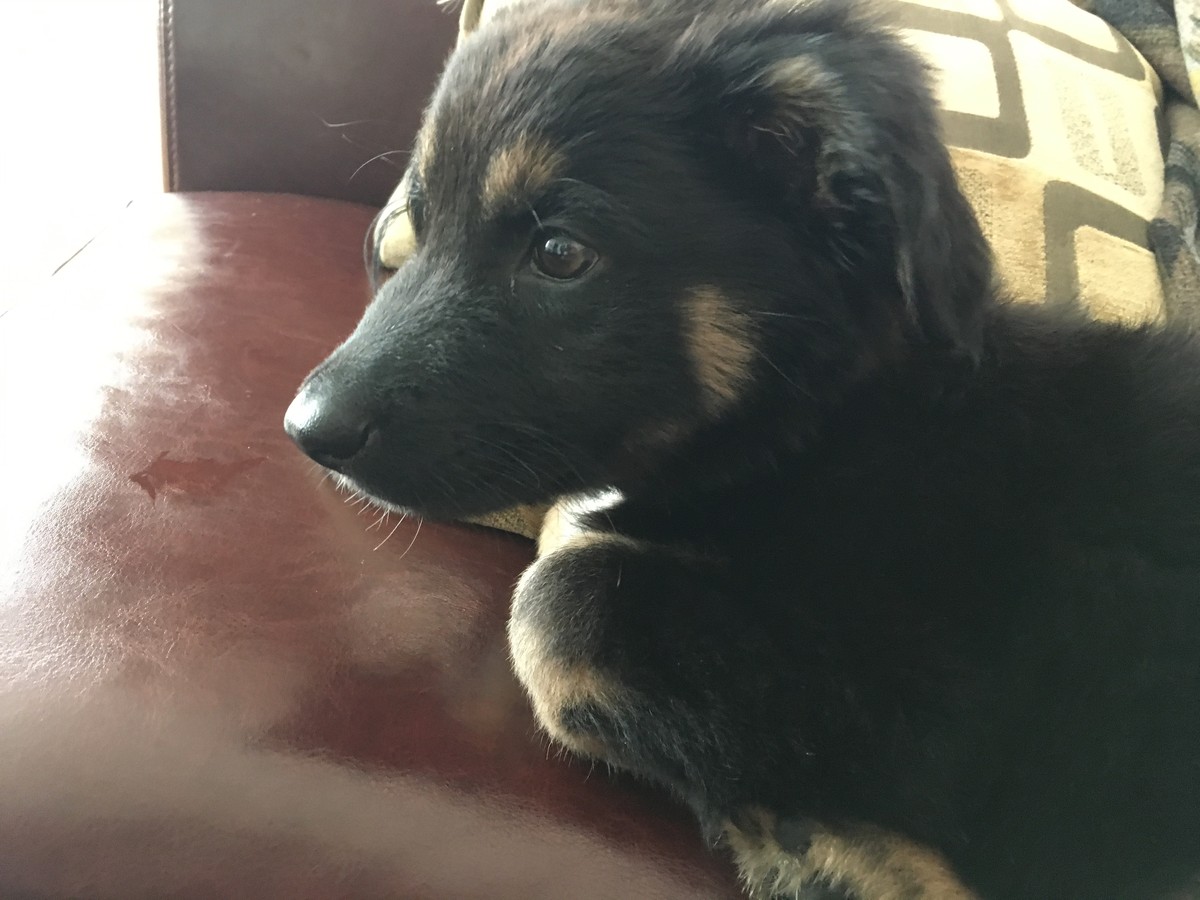Closeup of a small black puppy looking at an object offcamera
