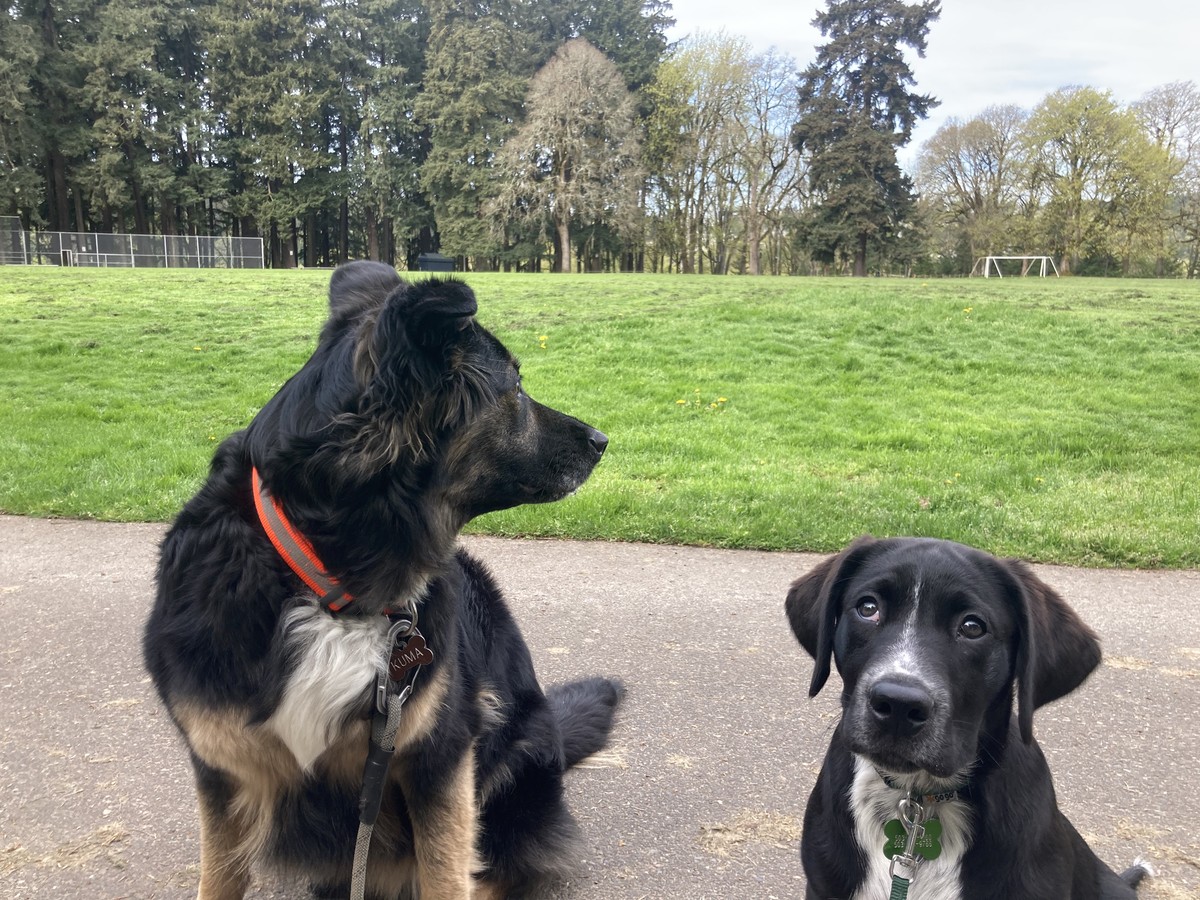 Two black dogs, seated, at the edge of a park in spring. The older dog, a fluffly black shepherd mix, looks away from the camera. The smaller black dog, a 14-week old puppy, looks at the camera