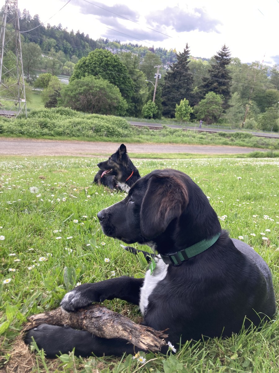 Two black dogs in repose on a grassy hillside dotted with lawn daisies. They look out of frame to the left. in the distance are a gravel path, a paved path, and a steep forested hillside across the Willamette River