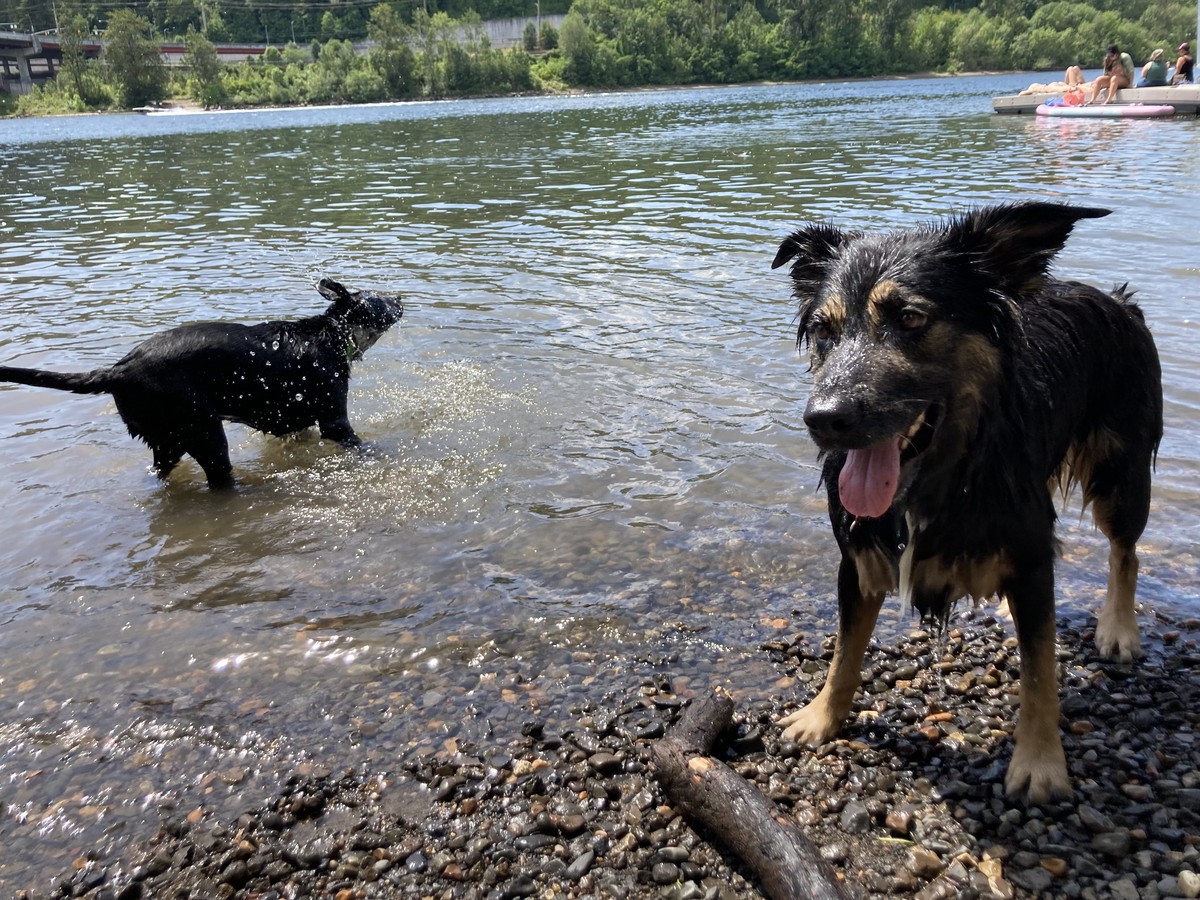 Bozeman shaking off, Kuma in foreground