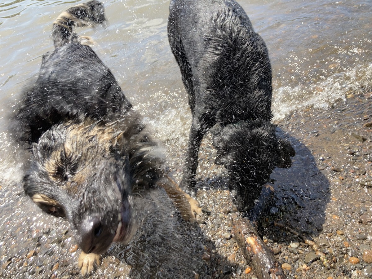 Kuma shakin off over Bozeman, at the river