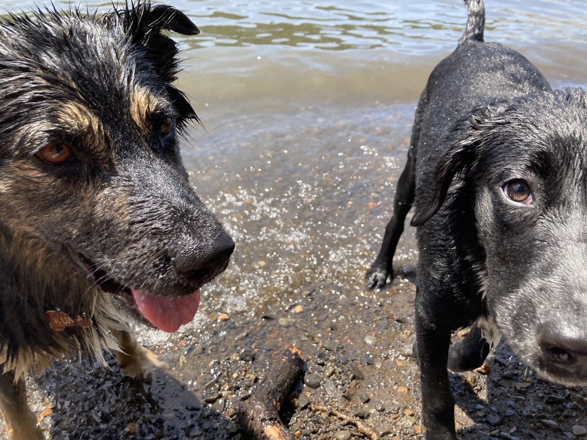 Kuma and Bozeman on the river, closeup