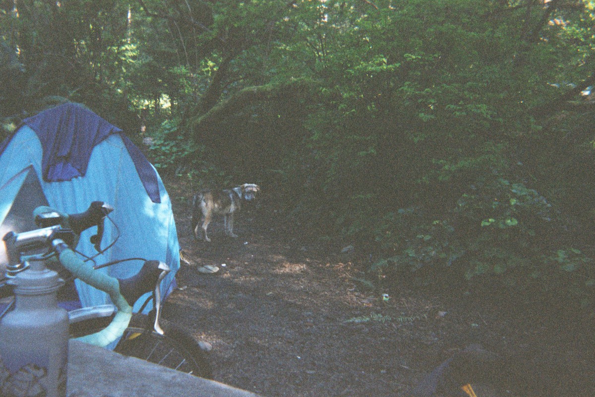 A disheveled and dispirited dog standing near a small tent in a forest. In the foreground, a bicycle leans against a picnic table