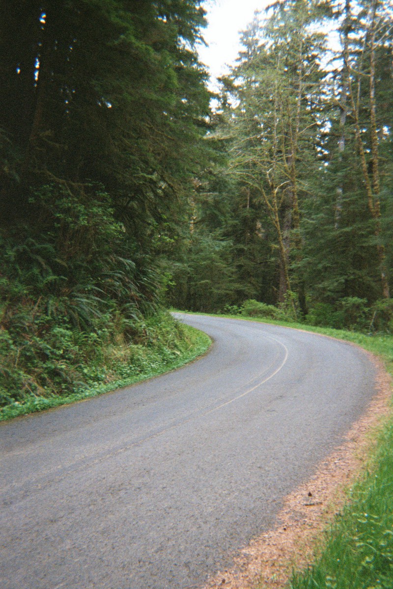 A narrow paved road in a forest. The road is beginning to erode at the margins into the vegetation, but is otherwise in good condition
