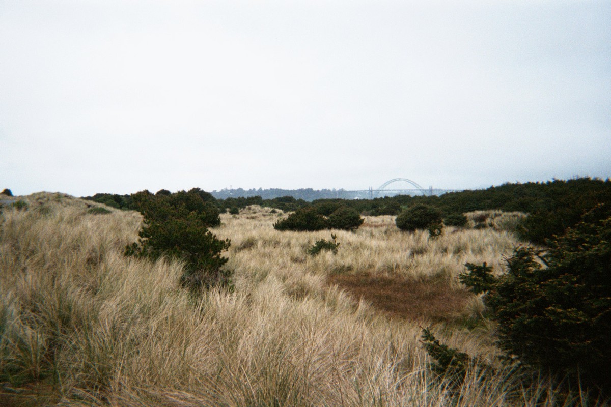 Landscape of dune grass and brushy digger pines. On the horizon is the arch of the Newport bridge. Weather gray