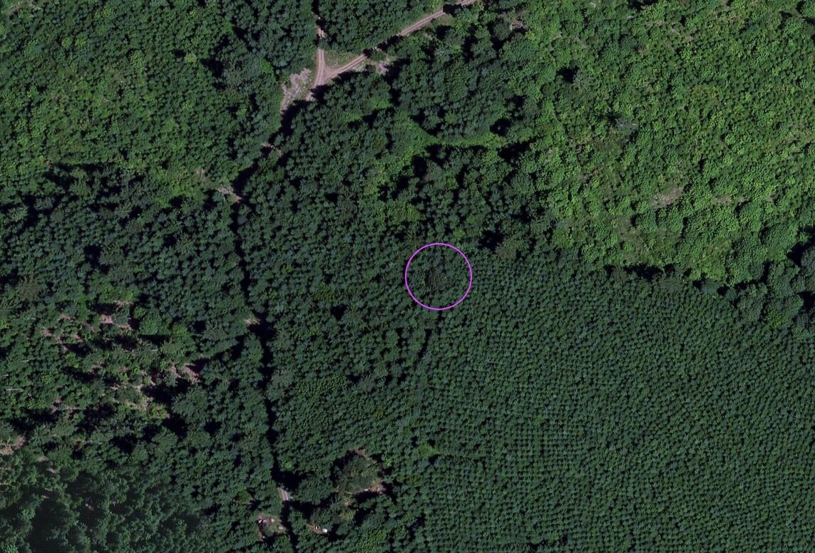 Aerial photo of Iowa Hill, 2014. The Iowa Hill Oak is circled. It is surrounded by a tightly packed forest of tiny doug firs planted in unnaturally straight rows
