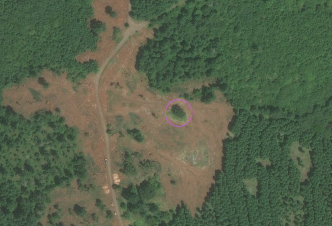 Aerial photo of Iowa Hill, 2018. The hillside around the Iowa Hill Oak has been cleared, some of the farmed trees have been trimmed, and small clearings have been opened in the forest