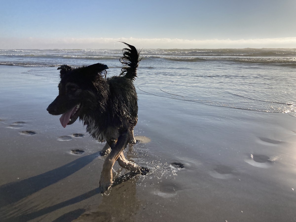 Low perspective photo of our dog Kuma on the beach