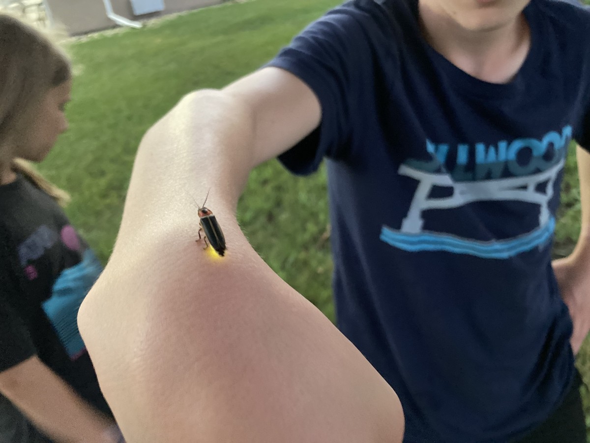 A firefly resting on Orion’s arm