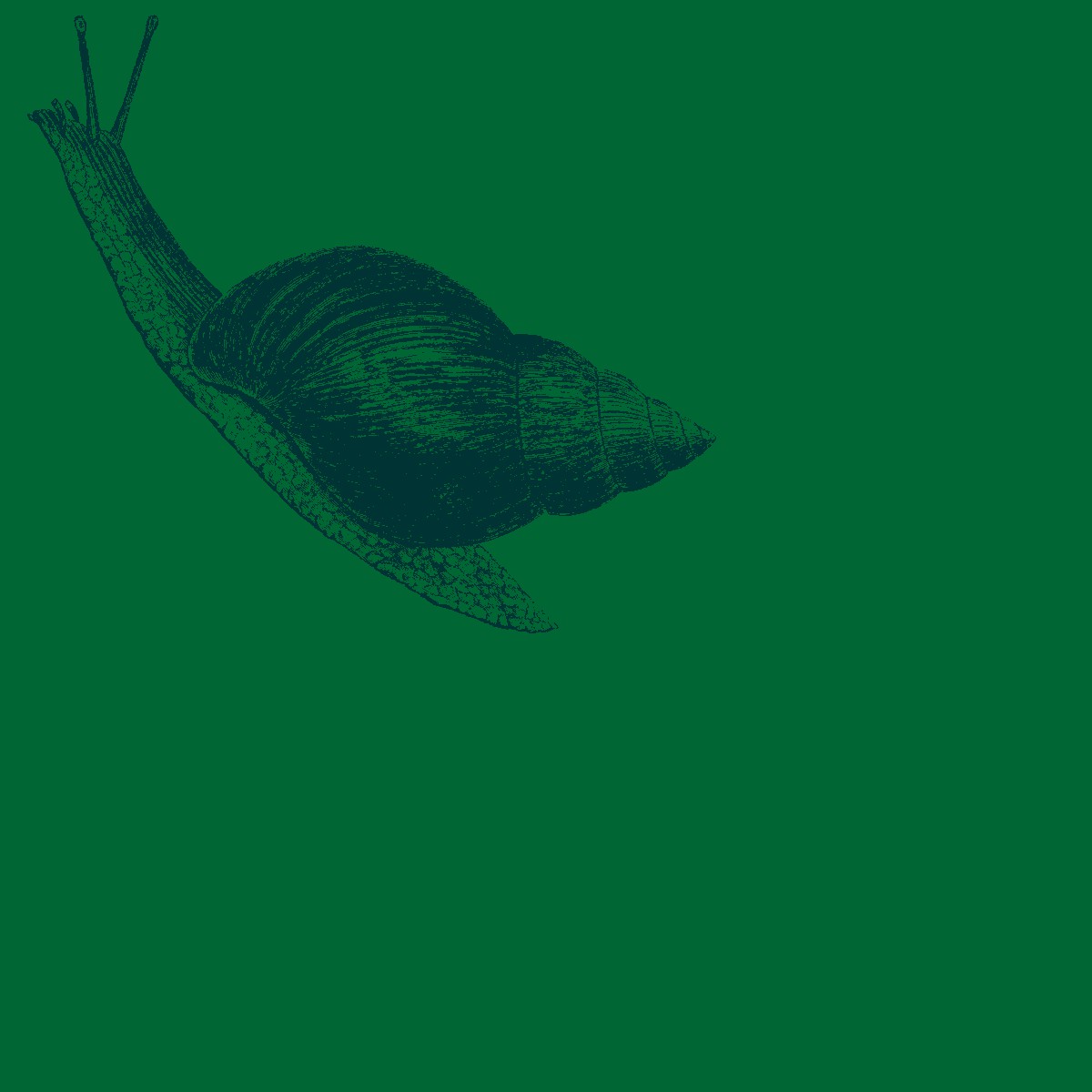 Illustration of a snail
