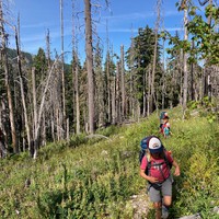 Backpackers bushwhacking through secondary growth in an old burned area
