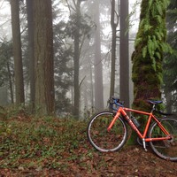 Orange cyclocross bike leaning against a fern-covered tree  in a misty forest