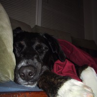 Closeup of the muzzle of a large black mutt dog with white paws, asleep