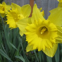 Closeup, daffodils
