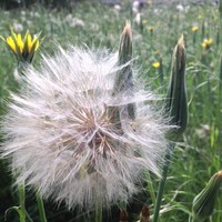 Closeup of a large dandelion head