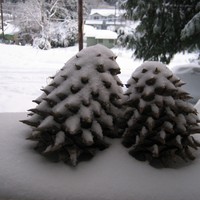 Closeup of two large pine cones in the snow