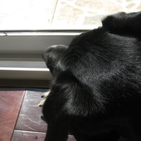 Closeup of a large black dog watching a fly crawl along a windowsill